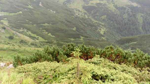 Le vent déplace l'herbe pente raide dans les montagnes Karpates en Ukraine — Video