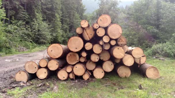 Gran stockar skördas och förberedda för transport i karpathians skog tallar stammar avverkad timmer industrilandskap med stora vedtrave — Stockvideo