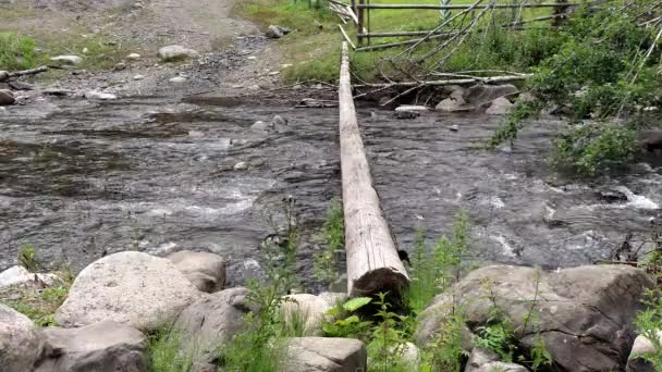 Albero attraverso fiume di montagna in area di conservazione di foresta Ruscello forte di un fiume di montagna — Video Stock