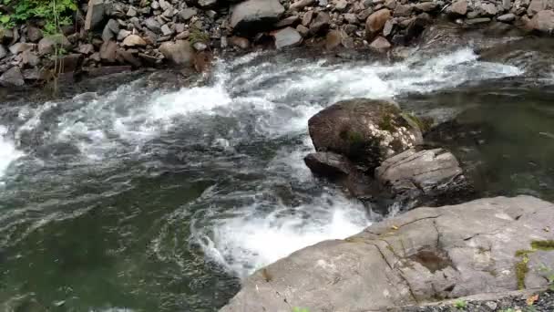 Fiume di montagna che scorre vicino alla foresta verde Viaggi in Carpazi di Ucraina Forte torrente di un fiume di montagna — Video Stock