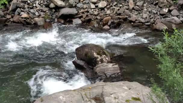 緑の森の近くを流れる山の川 ウクライナのカルパチア人の山の川の強い流れの旅 — ストック動画