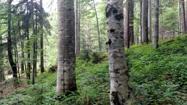 Hêtre arrière-plan de forêt verte avec des arbres au printemps Vue panoramique 