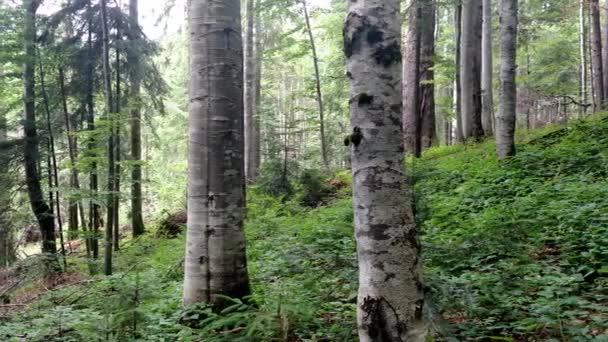 Буковий зелений лісовий фон з деревами на весняному сезоні Панорамний вид — стокове відео