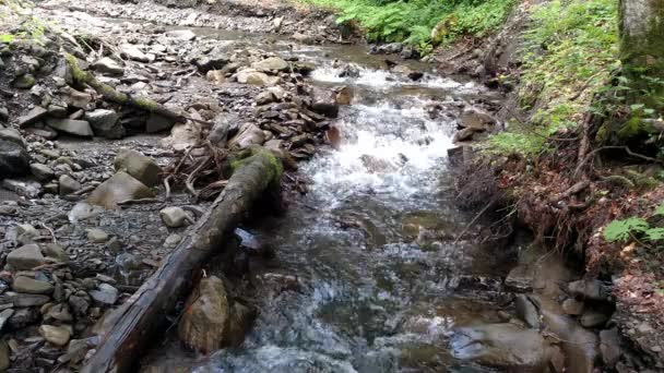 Río de montaña que fluye el agua cerca del bosque verde Viajar en Cárpatos de Ucrania — Vídeo de stock