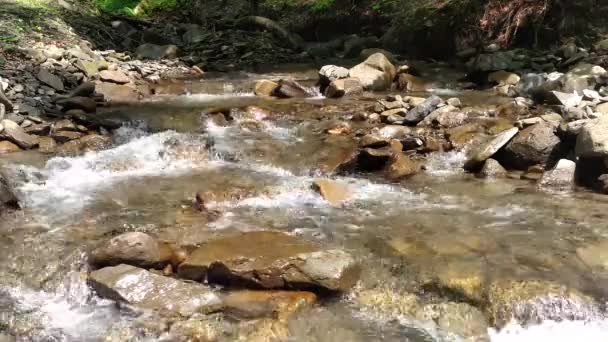 Río de montaña que fluye cerca del bosque verde Viajar en Cárpatos de Ucrania Fuerte corriente de un río de montaña — Vídeo de stock