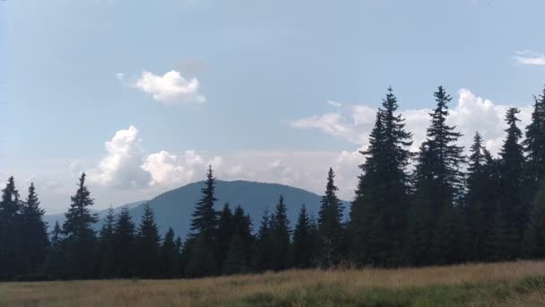 Wiatr porusza trawę świerk góry i niebo środowiska w słoneczne dni w Karpatach zielony krajobraz kolorów — Wideo stockowe