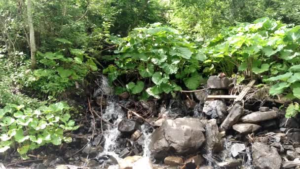 Waterfall water flowing from mountain forest landscape Fast flowing liquid among the rocks rocks and green tree beech Falling waterfall — Stock Video