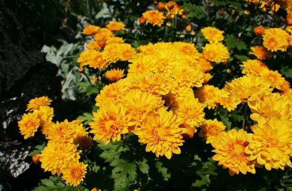 Chrysanthemums Orange Beautiful Flowers Many Petals Beautiful Summer Photo You — Stock Photo, Image