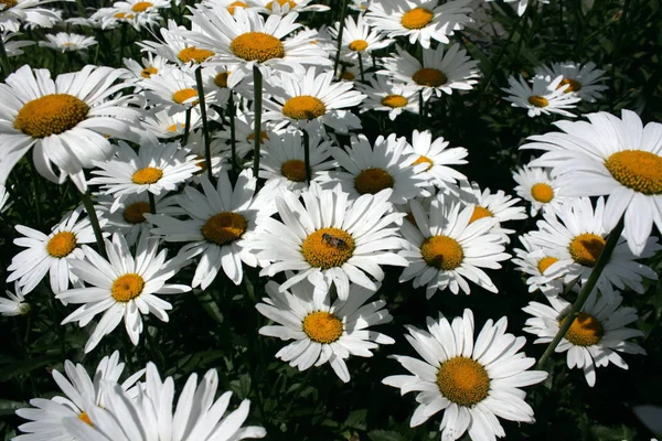 Chamomile Middle Yellow Many White Petals Beautiful Summer Photo You — Stock Photo, Image