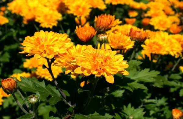 菊の花はオレンジ色 多くの花びらを持つ美しい花 あなたのコンピューターのデスクトップの背景 または様々 なグリーティング カードに使用できる美しい夏写真 — ストック写真