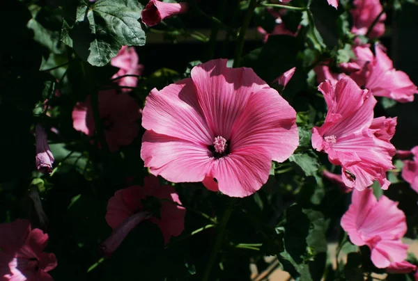 Lavatera Trimestris Beautiful Flower Pink Color Five Broad Petals Many — Stock Photo, Image