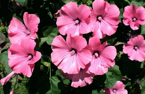 Lavatera Trimestris Una Hermosa Flor Color Rosa Cinco Pétalos Anchos — Foto de Stock