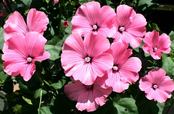 Lavatera Trimestris Una Hermosa Flor Color Rosa Cinco Pétalos Anchos — Foto de Stock