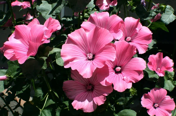 ハナアオイ属 Trimestris 中央に集まる多くの線で つの広い花びらのピンク色の美しい花です あなたのコンピューターのデスクトップの背景 または様々 なグリーティング カードに使用できる美しい夏写真 — ストック写真