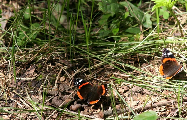 Butterfly Brown White Black Patterns Insects Also Called Flying Flowers — Stock Photo, Image