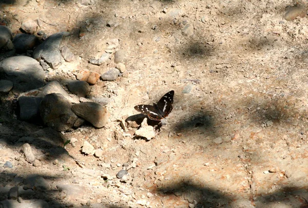 Schmetterling Braun Mit Weißen Und Schwarzen Mustern Diese Insekten Werden — Stockfoto