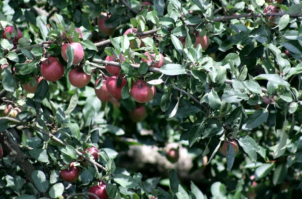 Apple Idared Branch Tree Mature Red Sides Lighted Summer Sun — Stock Photo, Image