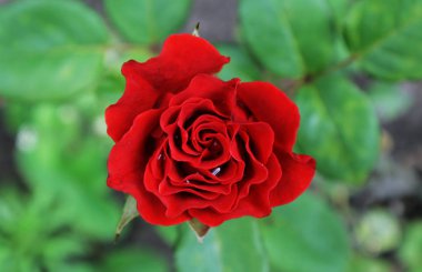 Bir küçük yaz yağmur damlaları hangi çiçeğin taçyapraklarını kaldı sonra kırmızı gül.