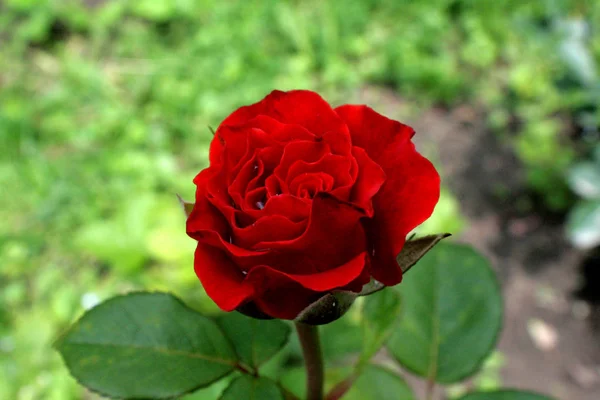 红色的玫瑰后 一个小夏天的雨 其中的水滴留在花瓣的花朵 — 图库照片