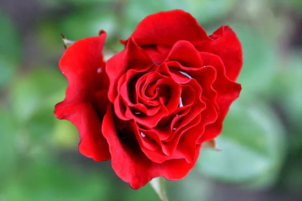 红色的玫瑰后 一个小夏天的雨 其中的水滴留在花瓣的花朵 — 图库照片