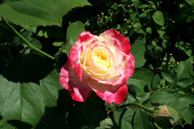 Pembe ve beyaz gül. Dağ taş arasında ve uzak fark bahçe cini olabilir. Çiçek kendisi hacimsel ve doğal görünüyor. İyi bir fotoğraf için o kim evde alanları ve bahçeleri dekorasyon.