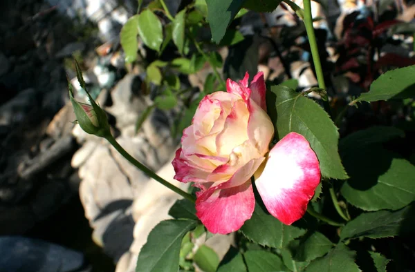 Rosa Rosa Blanca Entre Las Piedras Montaña Lejano Puede Notar —  Fotos de Stock