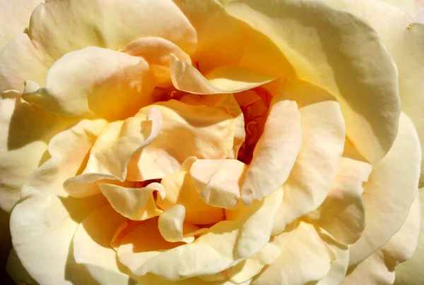 在一张微距的照片中的玫瑰 美丽的 微妙的花瓣颜色 看起来像一个干净的 不平滑的床单 — 图库照片