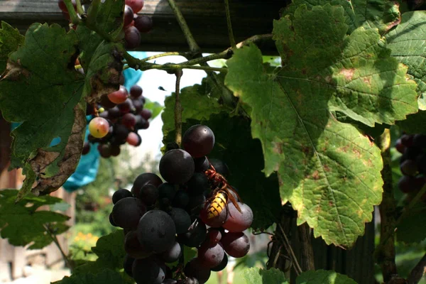 Maduro Ramos Uvas Rosa Isabela Uma Boa Foto Condições Naturais — Fotografia de Stock