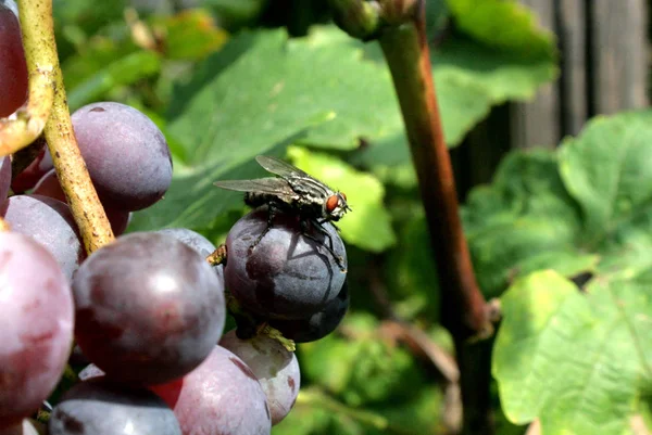 Eine Fliege Auf Einer Beere Aus Rosa Trauben Und Isabella — Stockfoto