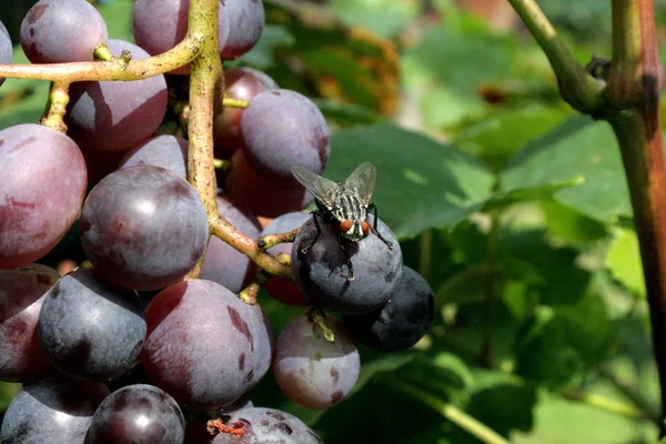 Eine Fliege Auf Einer Beere Aus Rosa Trauben Und Isabella — Stockfoto