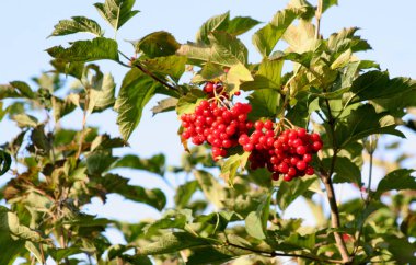 Yeşil - sarı sonbahar yaprakları arka plan üzerinde kırmızı Kalina. Bu şifalı meyveler güzel görüntüsü.