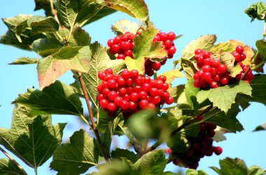 Yeşil - sarı sonbahar yaprakları arka plan üzerinde kırmızı Kalina. Bu şifalı meyveler güzel görüntüsü.