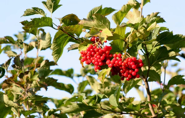 Yeşil - sarı sonbahar yaprakları arka plan üzerinde kırmızı Kalina. Bu şifalı meyveler güzel görüntüsü.