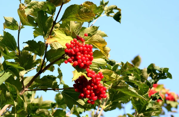 Yeşil - sarı sonbahar yaprakları arka plan üzerinde kırmızı Kalina. Bu şifalı meyveler güzel görüntüsü.