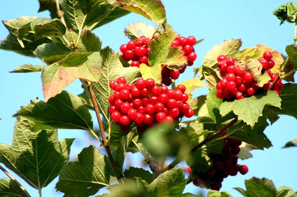 Yeşil - sarı sonbahar yaprakları arka plan üzerinde kırmızı Kalina. Bu şifalı meyveler güzel görüntüsü.