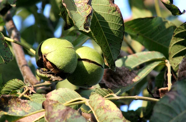 Řecký Ořech Vypadne Kůry Podzim Čas Zralé Ořechy Žluto Hnědé — Stock fotografie