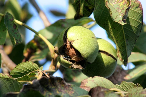 Řecký Ořech Vypadne Kůry Podzim Čas Zralé Ořechy Žluto Hnědé — Stock fotografie