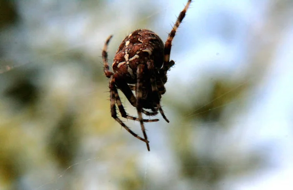 Brown Spider Climbs Web Search Victim Can See Beautiful Drawings — Stock Photo, Image