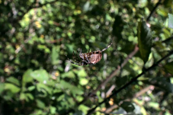 Коричневий Павук Піднімається Мережі Пошуках Жертви Бачимо Прекрасні Малюнки Спині — стокове фото