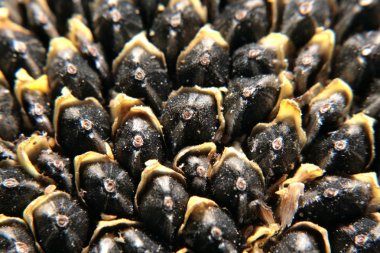 Ayçiçeği tohumu. İşlemeden önce doğal durumda. Siyah beyaz noktalar ile. Fotoğraf için özgün açı ve yaratıcı bir yaklaşım, doğa tarafından oluşturulmuş bir grafik çizim sırasında ortaya seçilmiştir. Evet ve ayçiçeği gibi böcekler.