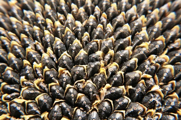 Sonnenblumenkerne Natürlichen Zustand Vor Der Verarbeitung Schwarz Mit Weißen Punkten — Stockfoto
