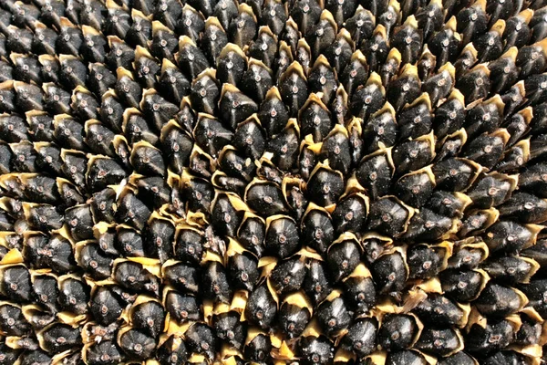 Sunflower seeds. In the natural state before processing. Black with white dots. For the photo, the original angle and creative approach were chosen, during which a graphic drawing created by nature appeared. Yes, and insects like sunflower.