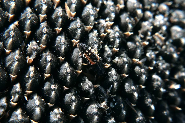 Sonnenblumenkerne Natürlichen Zustand Vor Der Verarbeitung Schwarz Mit Weißen Punkten — Stockfoto