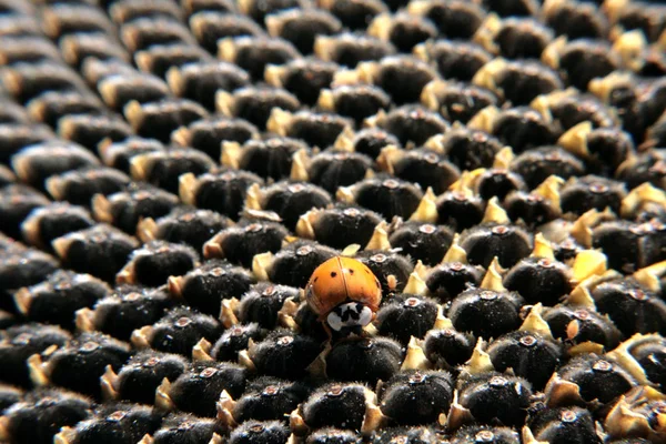 Insektensonne Auf Sonnenblumenkernen Ein Orangefarbenes Insekt Mit Schwarzen Punkten Kriecht — Stockfoto