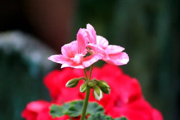 Flor Begonia Flor Rosa Com Gotas Chuva Abordagem Original Criativa — Fotografia de Stock