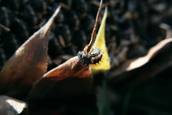 Hmyz Vícepramenných Černo Oranžová Hmyz Plíží List Slunečnice — Stock fotografie