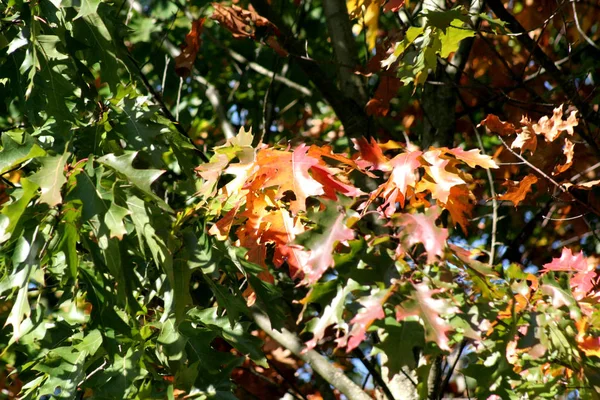 Hojas Roble Las Hojas Roble Rojo Verde Verde Amarillo Amarillo — Foto de Stock