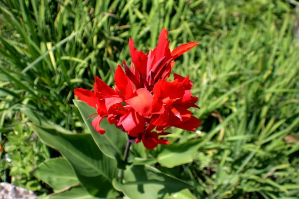 Flor Roja Del Jardín Forma Fuego Sus Pétalos Son Similares — Foto de Stock