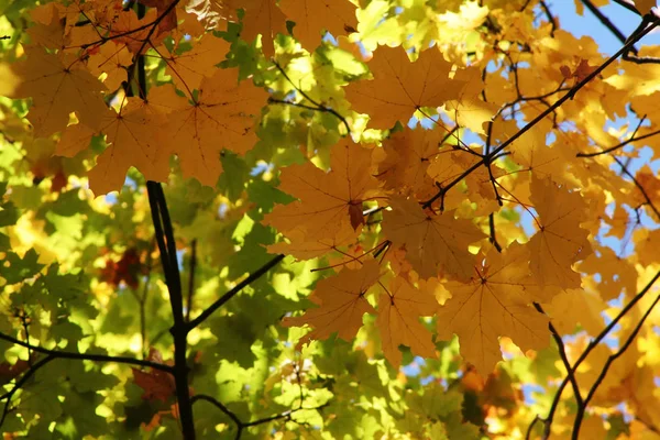 Red-green, green-yellow, yellow-red Maple leaves glitter in the sun. All colors of autumn in one photo. A beautiful image that can be used as a background on gadgets or a computer.