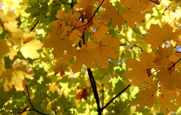 Red-green, green-yellow, yellow-red Maple leaves glitter in the sun. All colors of autumn in one photo. A beautiful image that can be used as a background on gadgets or a computer.